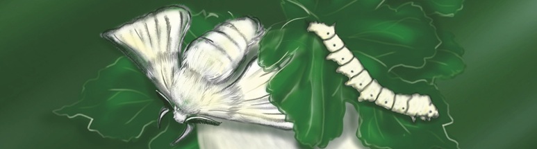 Zeichnung Seidenraupe, Kokon, Maulbeerblätter